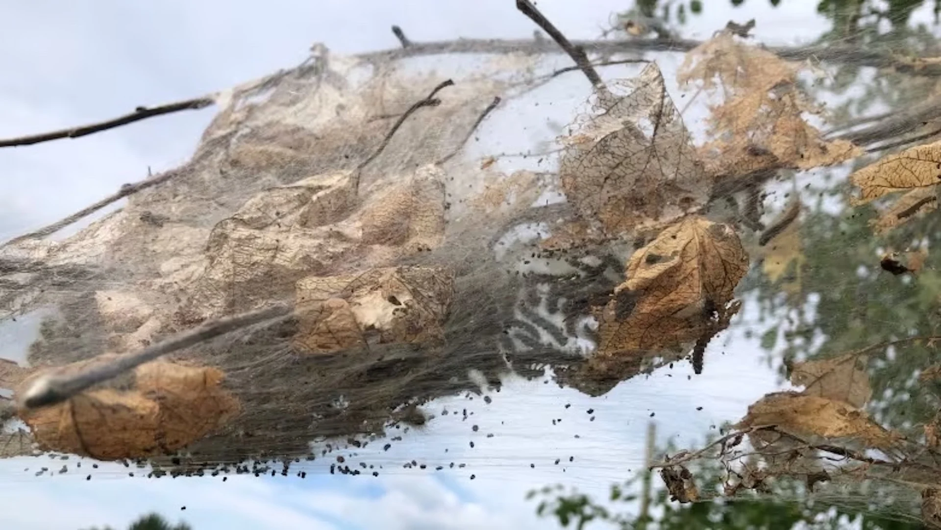 Silky nests in N.B. trees show it's been a good year for the fall webworm