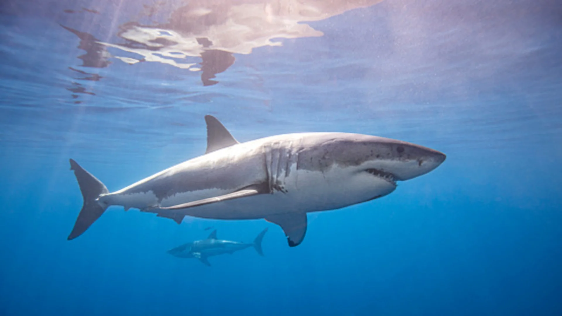 How sharks sense 'bad' weather coming, and where they go to hide
