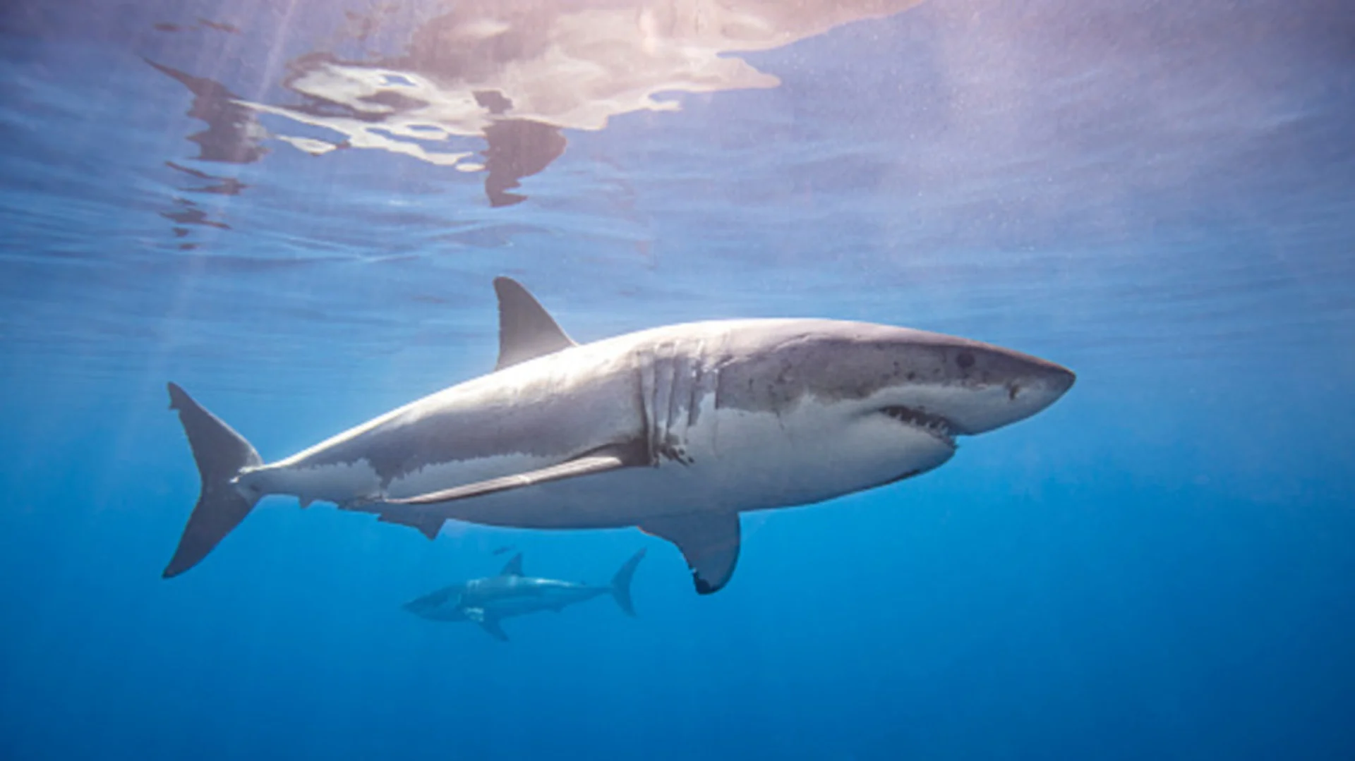 Sharks know when a hurricane is about to hit, and this Nova Scotia expert explains where they potentially go to 'hide'