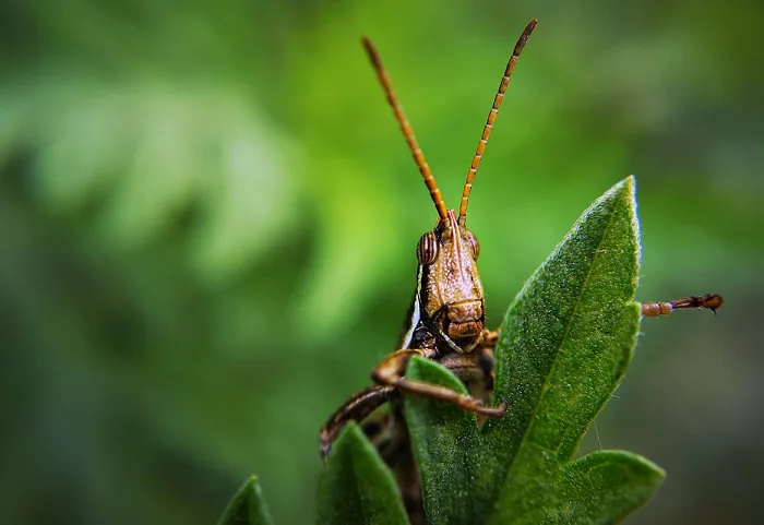 Western India battles worst locust swarm in 25 years