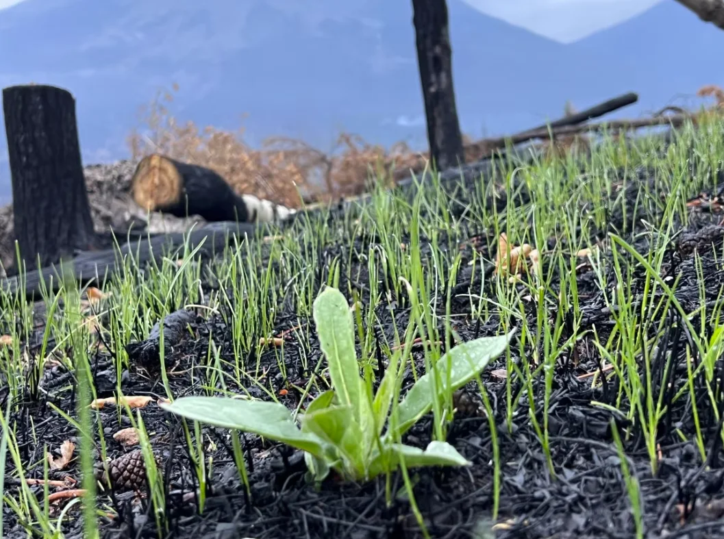 CBC: Some plants are already growing back in burned areas near the Town of Jasper. (CBC/Liam Harrap)