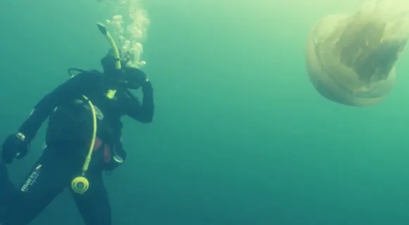 Divers run into human-sized jellyfish. Spectacular video, here