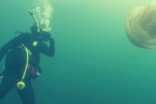 Divers run into human-sized jellyfish. Spectacular video, here
