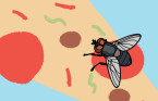 Study suggests fly vomit an overlooked transmitter of disease
