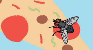 Study suggests fly vomit an overlooked transmitter of disease
