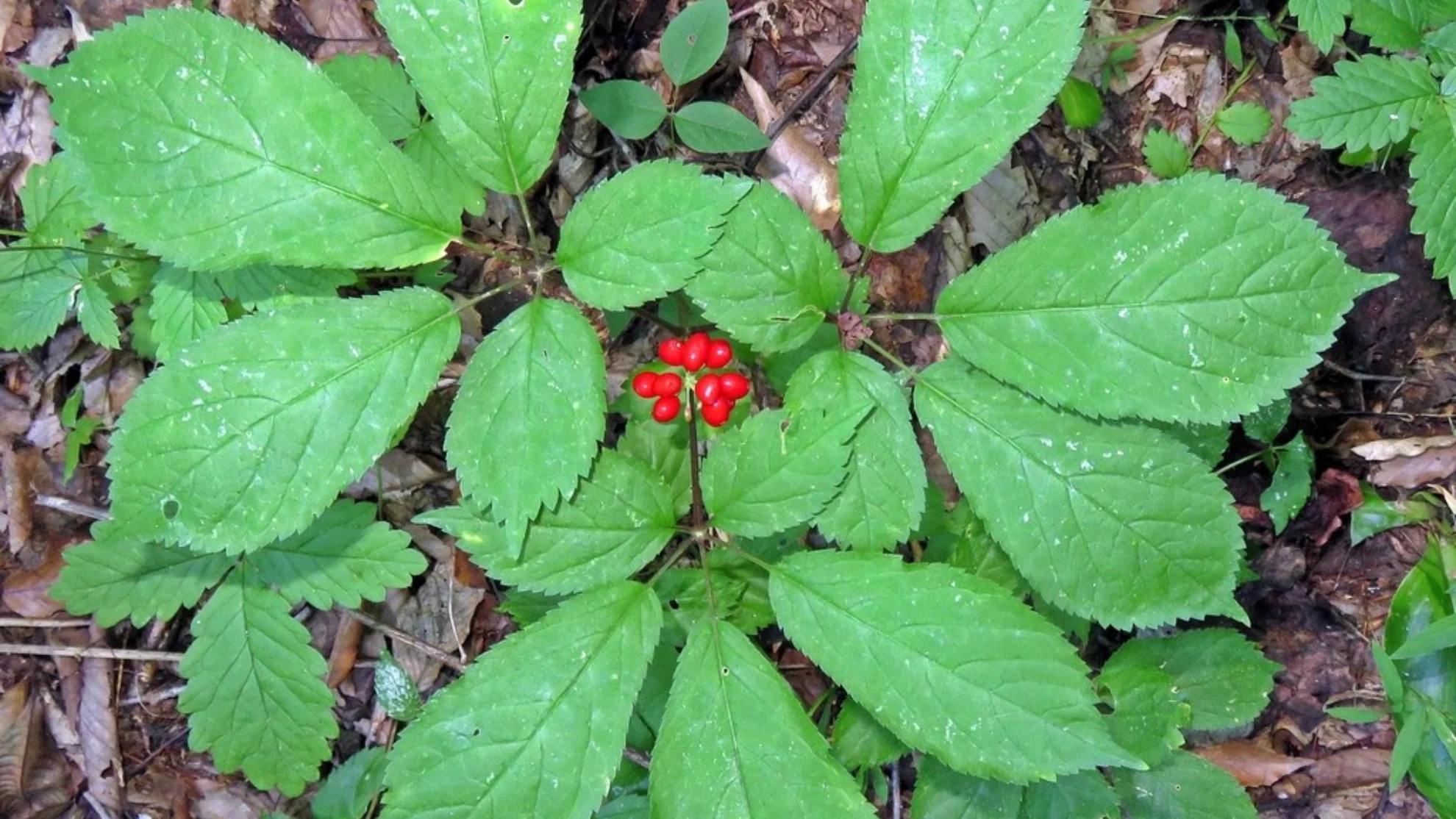 Wild ginseng - wikipedia