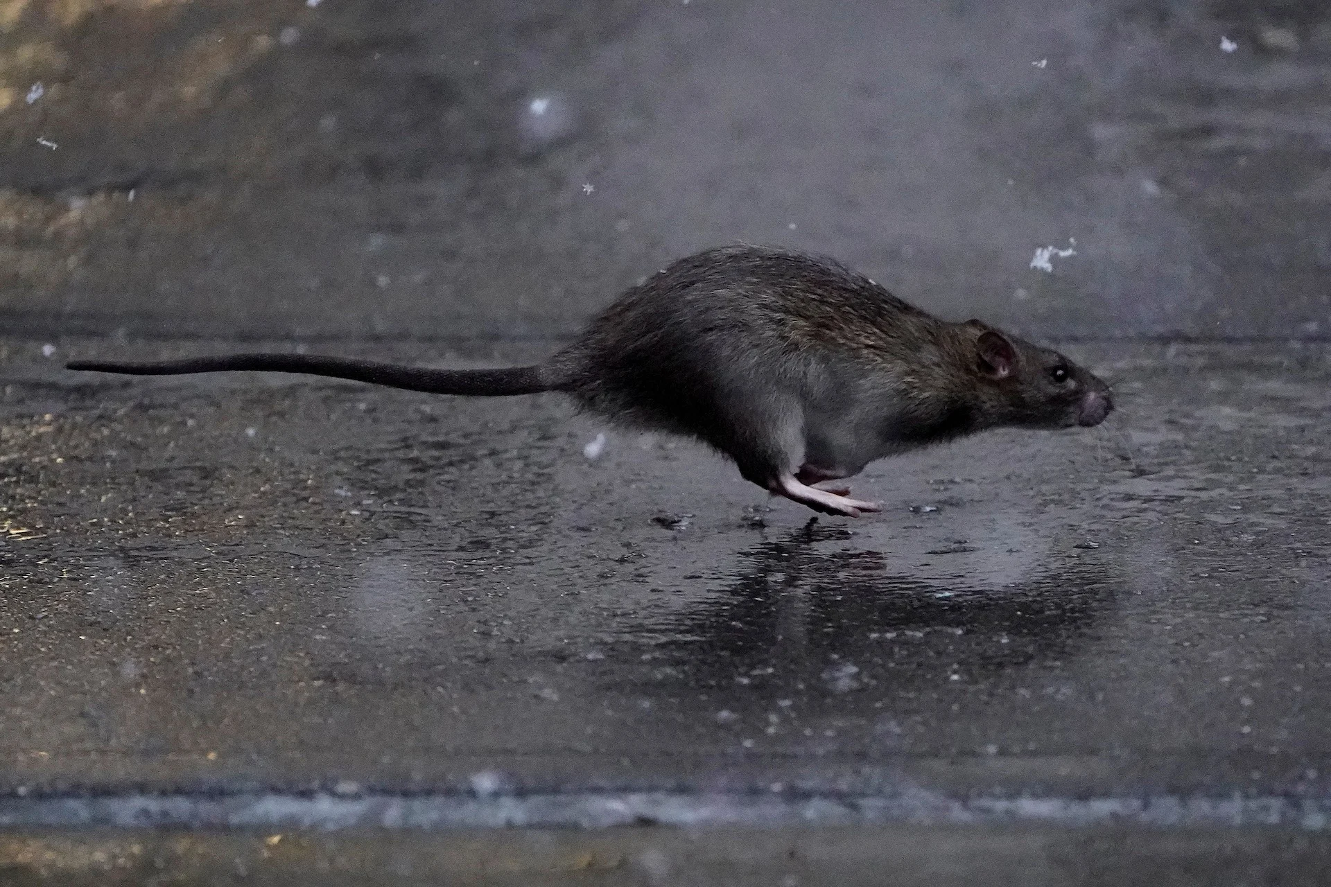 NEW-YORK-RATS/REUTERS/Carlo Allegri/File Photo