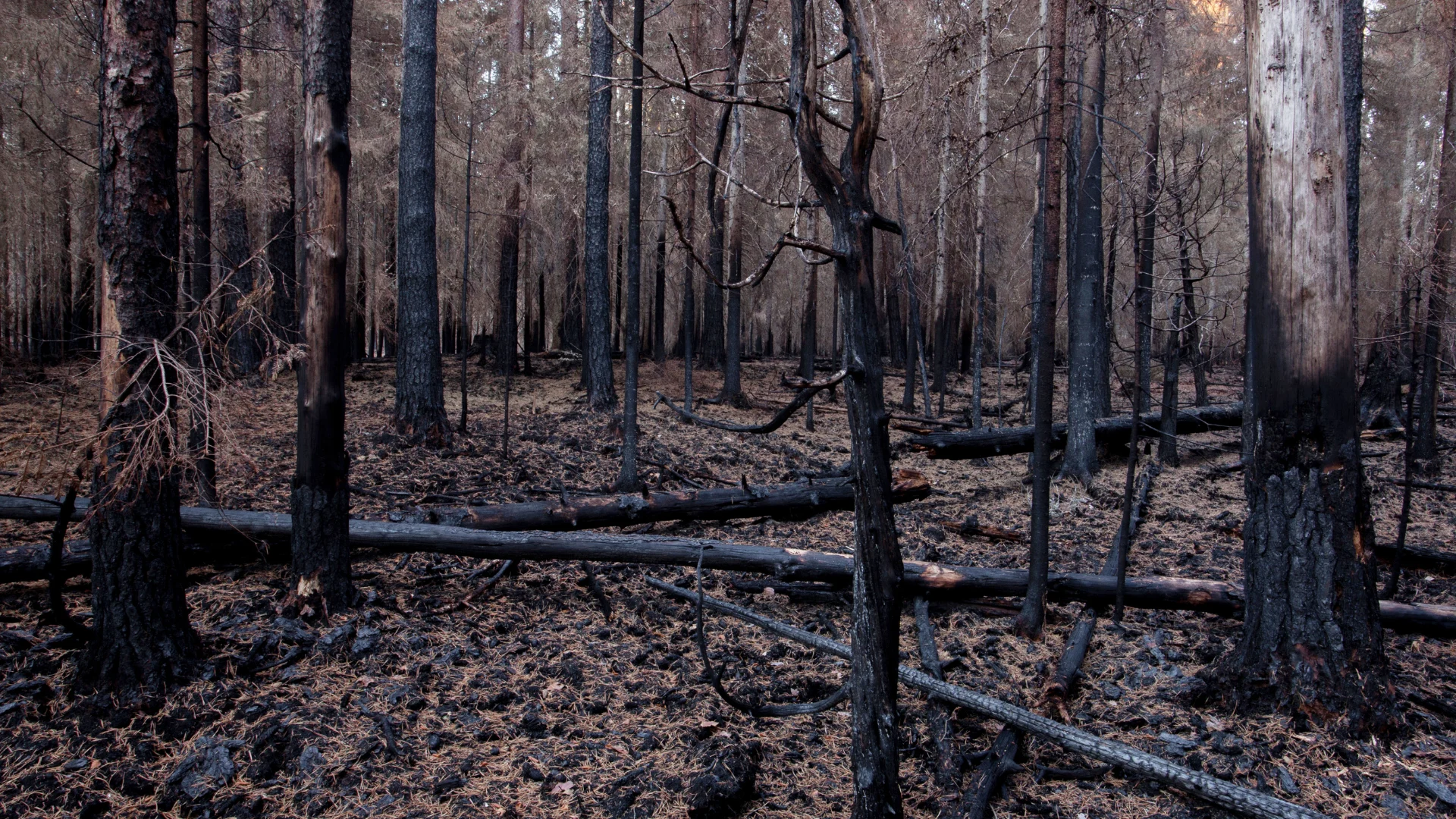 'Zombie fires' are occurring more frequently in boreal forests