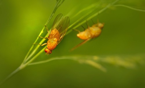 Fruit Flies Are Annoying!