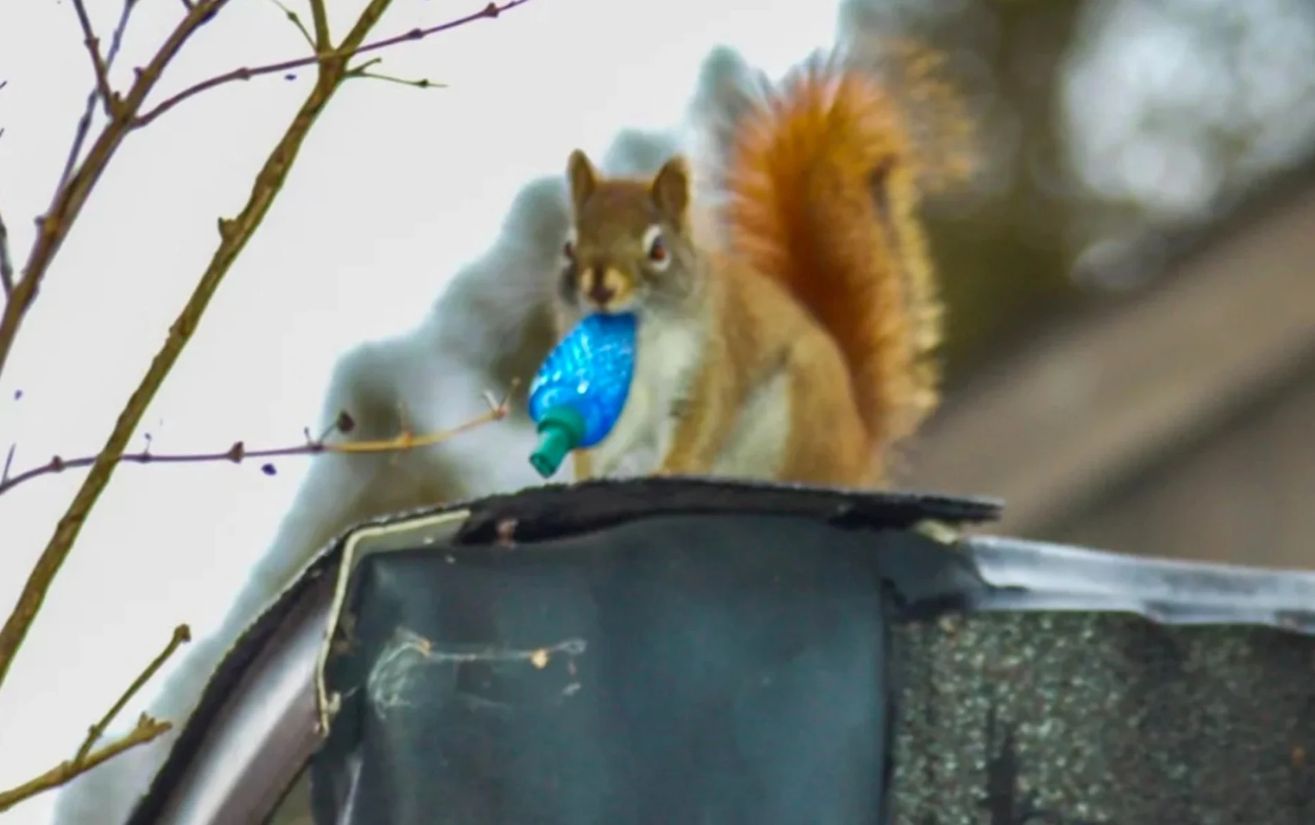 Les écureuils cherchent un abri pour l'automne : comment protéger votre maison? 