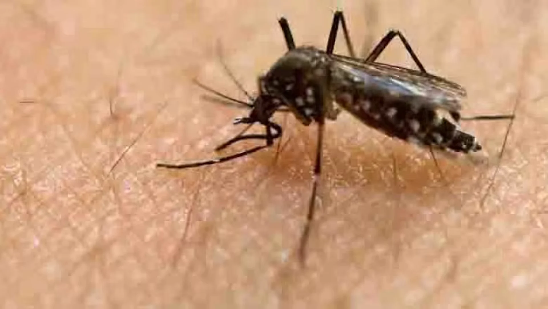 Year's first West Nile virus case detected in Manitoba mosquitoes