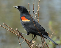 Protect ya head: Dive-bombing birds are back
