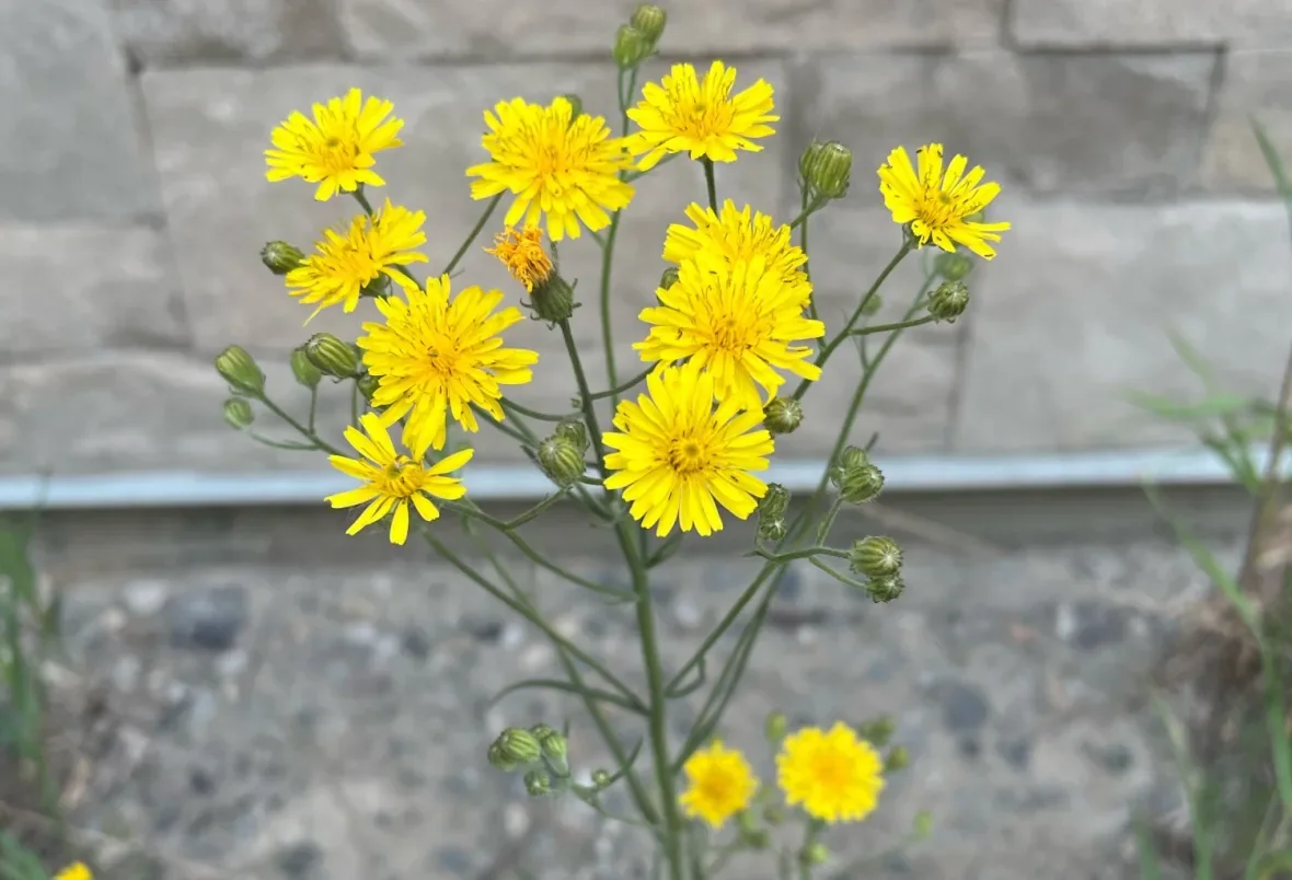 narrowleaf-hawksbeard/Yukon Invasive Species Council via CBC