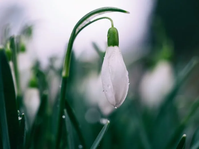 Votre jardin ne sera plus jamais pareil... Voyez pourquoi ! 