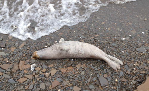 Must See Massive Fried Egg Jellyfish Spotted In B C The Weather Network