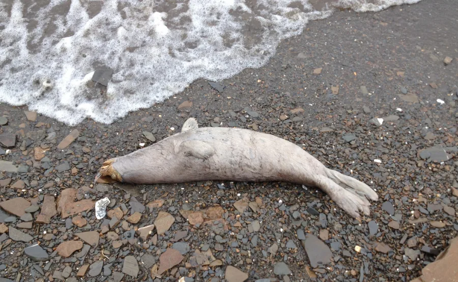 'Unusually large number' of dead seals on Alaskan coast