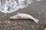 'Unusually large number' of dead seals on Alaskan coast