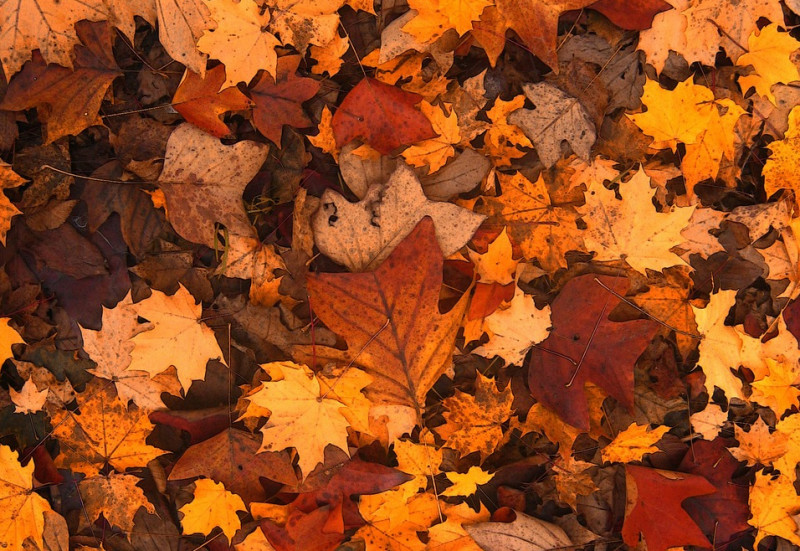 Faut Il Ramasser Les Feuilles Mortes Dans Le Jardin Faut Il Ramasser Les Feuilles Mortes De Son Terrain Meteomedia