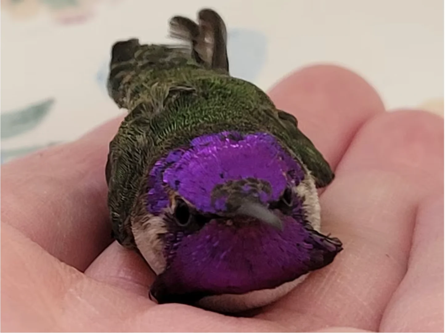 CBC: The full purple georgette is a sign of an adult male Costa's Humming bird. Shadick said if there was ever any doubt as to what his species was, it certainly is not of any doubt now. (Submitted to CBC by Jan Shadick)