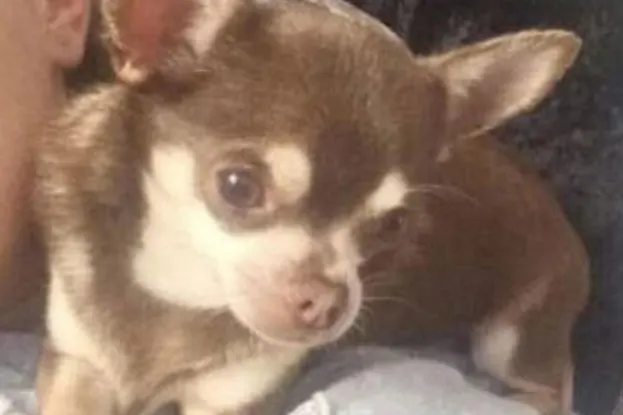  British woman appealing to the public after small dog carried off by seagull