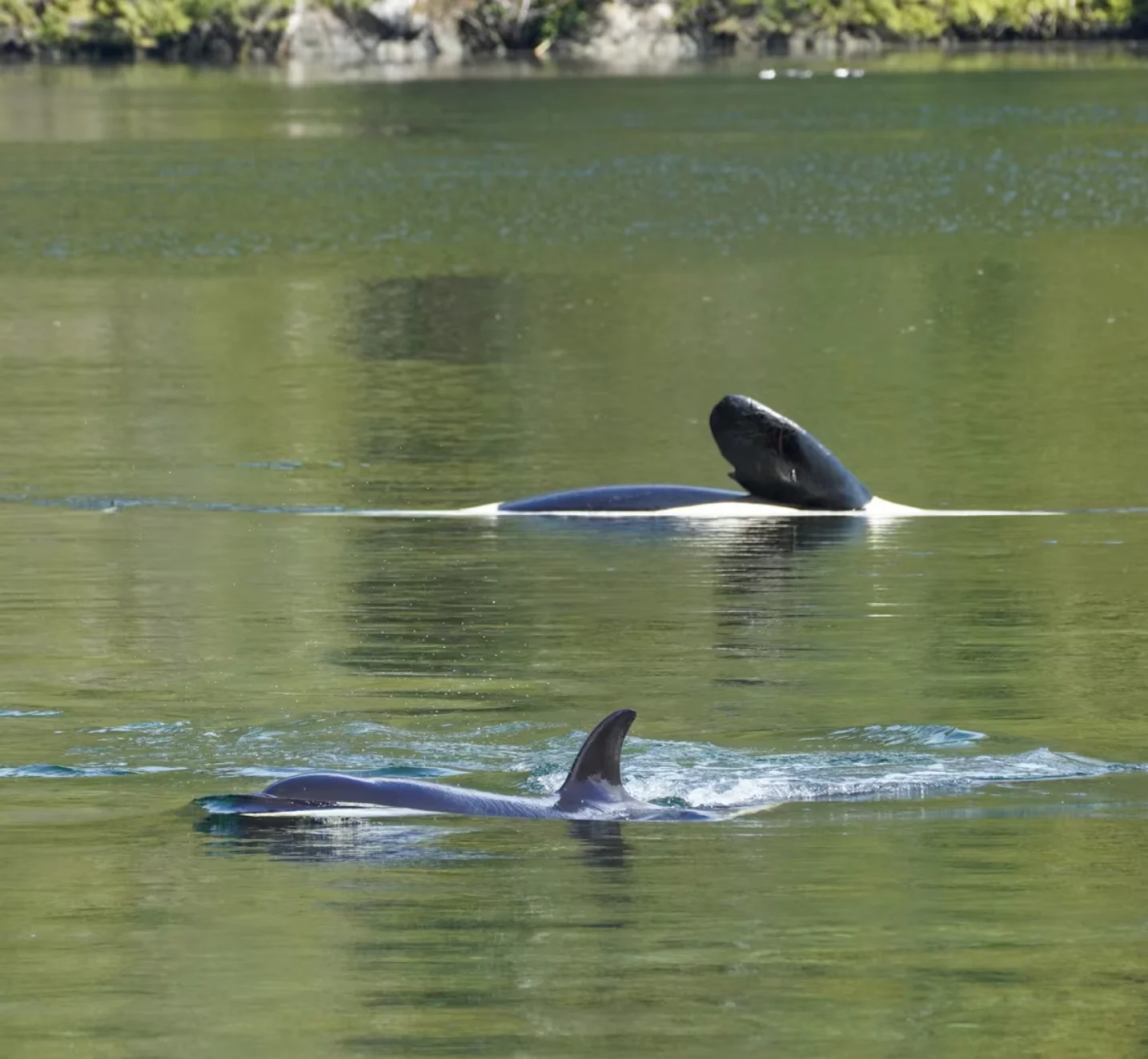 Beached orca in B.C. dies despite life-saving efforts - The Weather Network