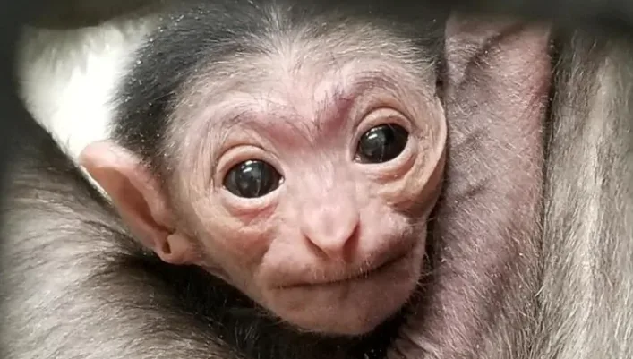 Salju, Indonesian word for snow, Winnipeg's new baby gibbon