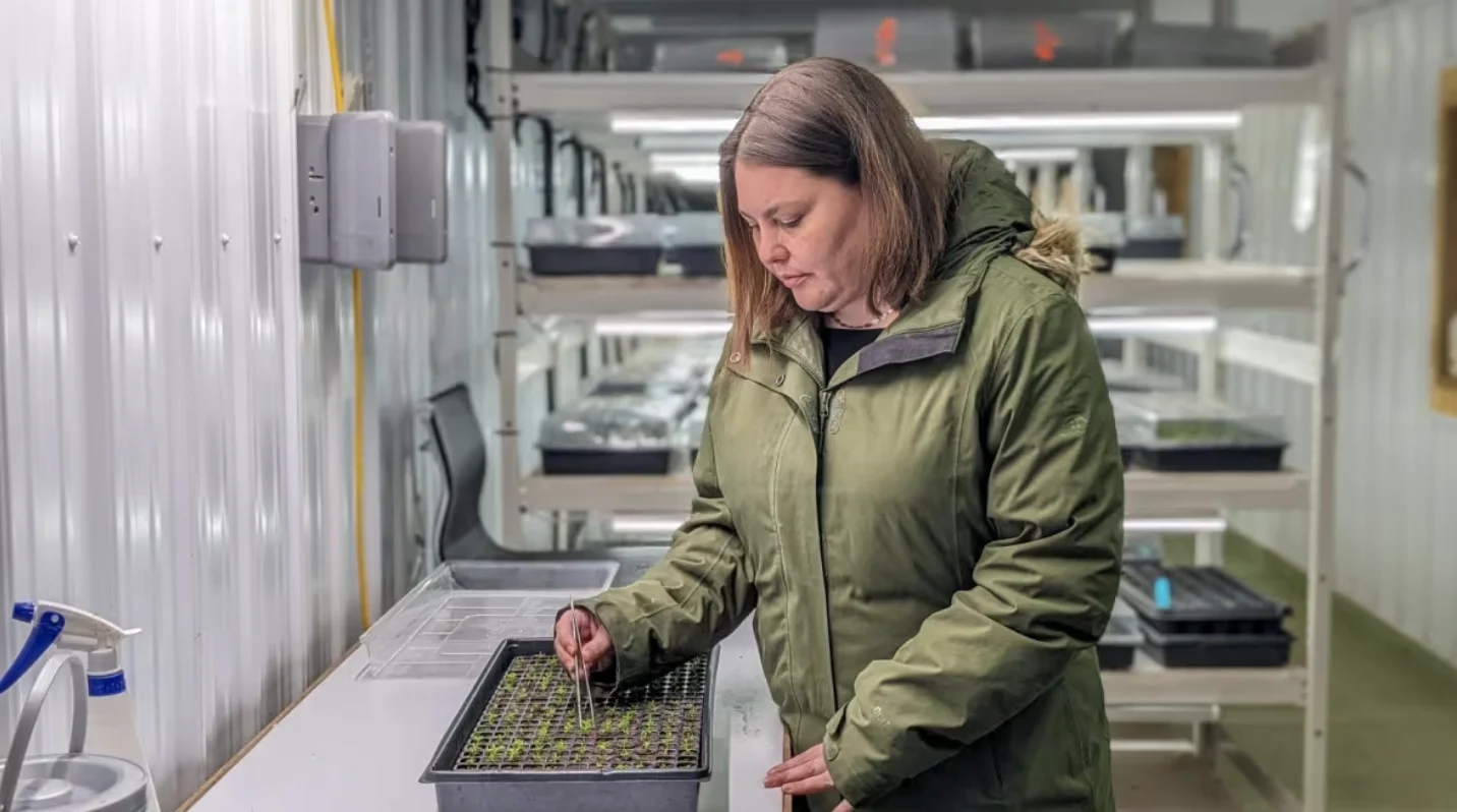 CBC: Lead researcher Robyn Kelly in the grow room at Phytocultures in Clyde River, P.E.I. (Shane Hennessey/CBC )