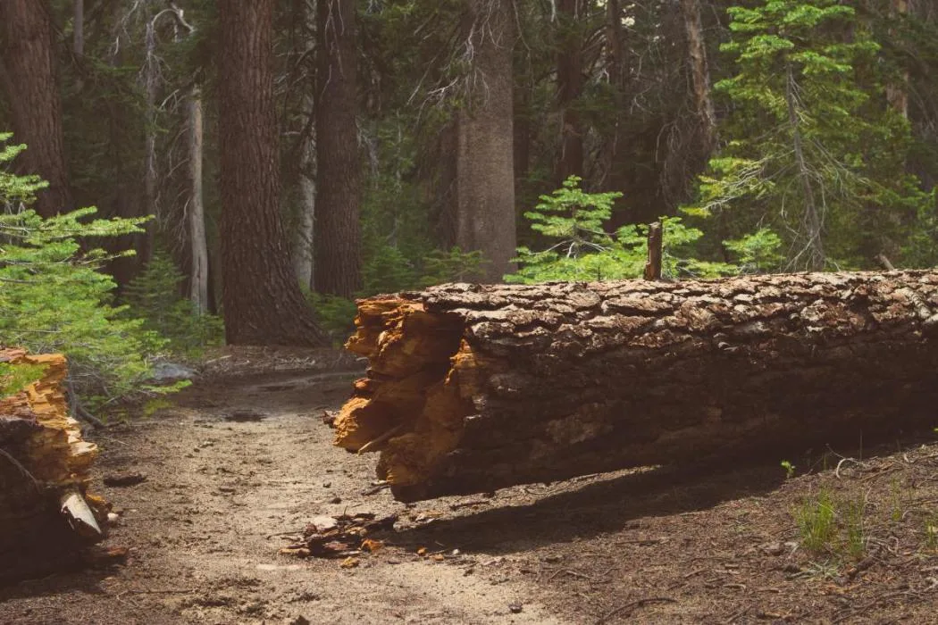 arbre-brisé-cassé-effondré