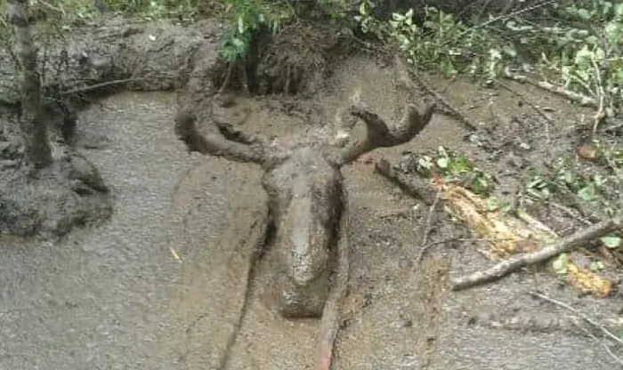 Moose in muddy predicament rescued by men in Timmins, Ont.