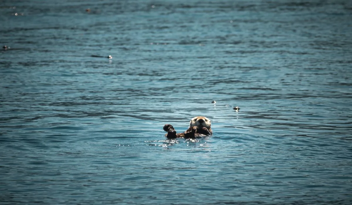 Un virus propre à l'Atlantique retrouvé dans le Pacifique