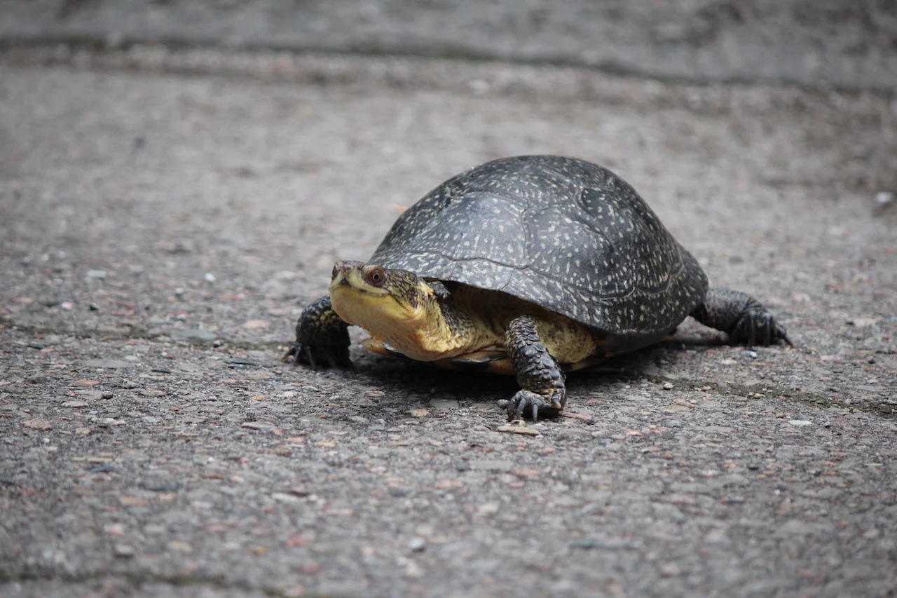 Blanding's turtle - photo Nature Conservancy of Canada