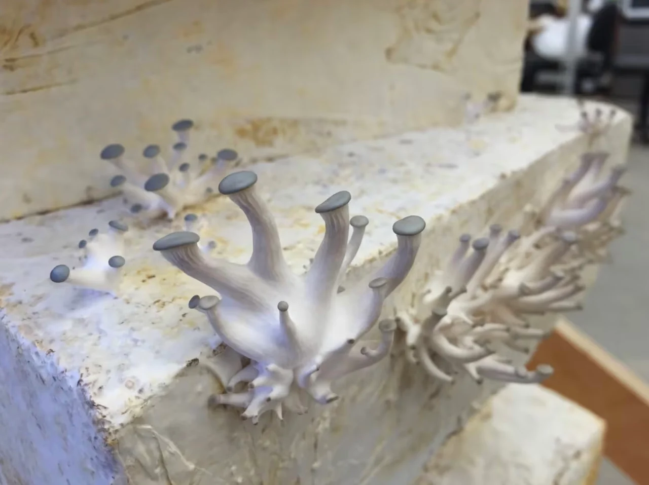 Oyster mushrooms/AFJD via CBC