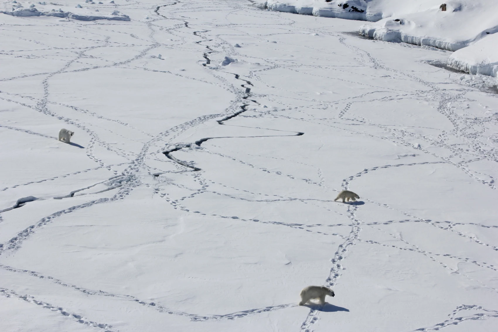 Three adult polar bears in Southeast Greenland in April 2015 using the sea ice during the limited time when it is available. (Kristin Laidre/ University of Washington)