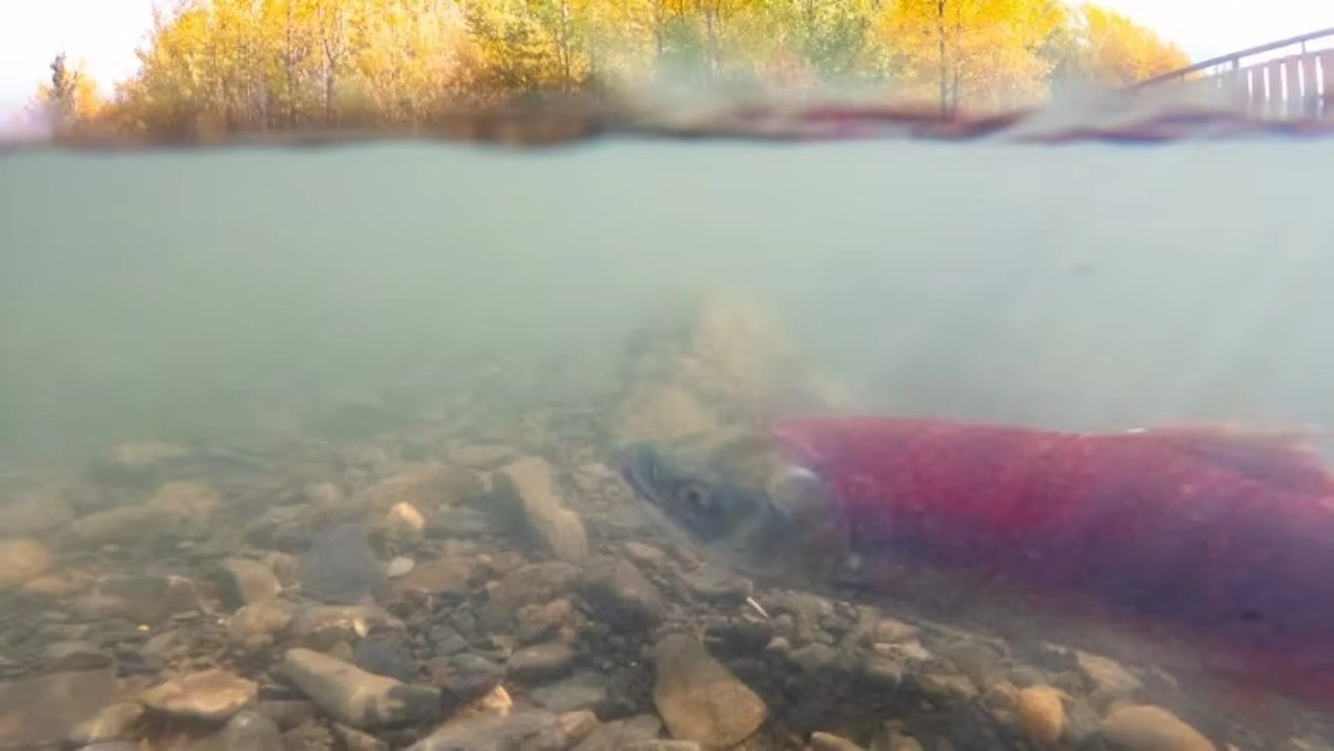 Great sockeye salmon run expected in Yukon's Alsek River, but it's not clear why