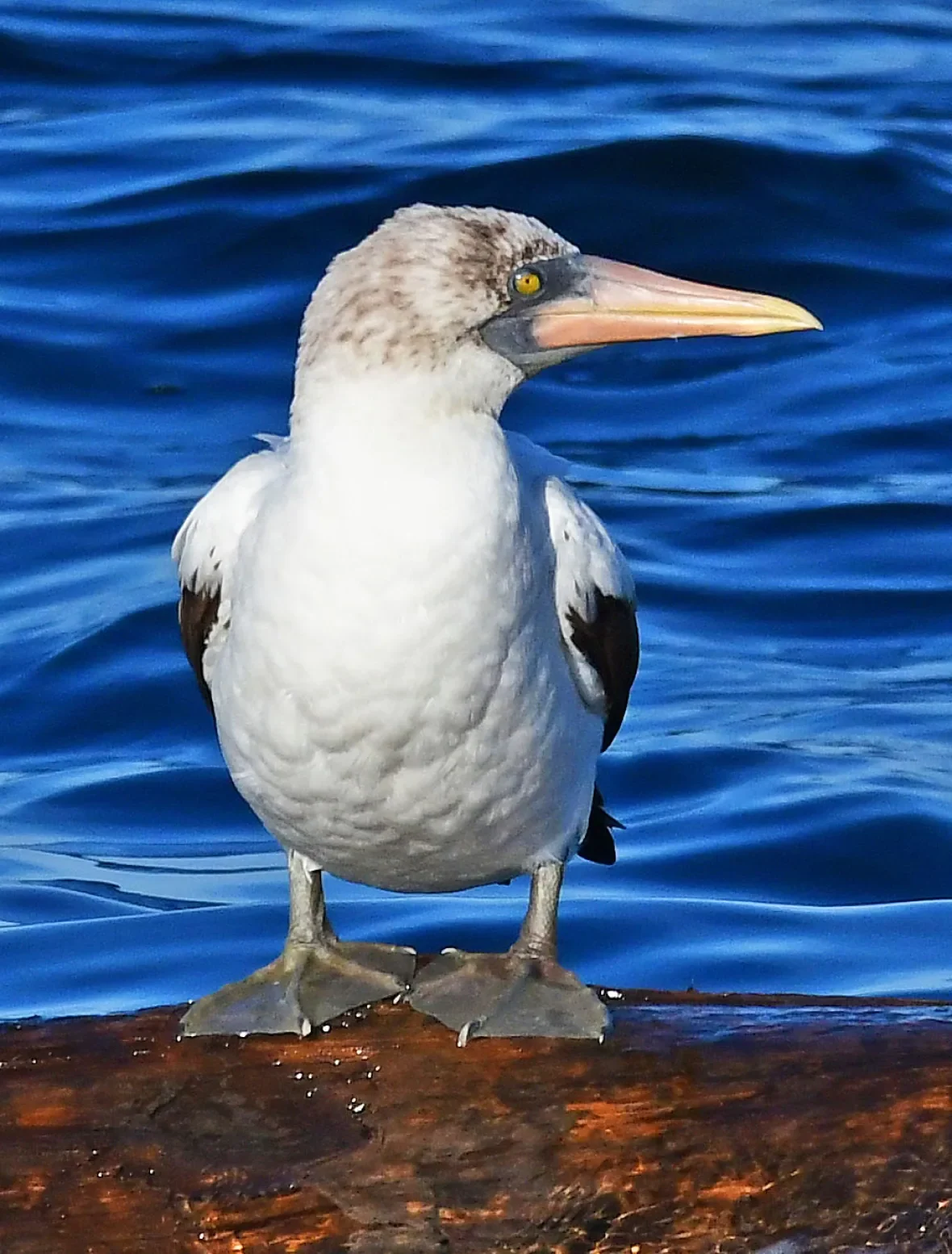 nazca-booby (1)/Matt Stolmeier via CBC