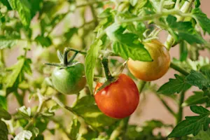Les tomates ne sont pas comme d’habitude. Voyez pourquoi.