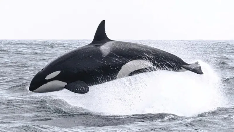 B.C. researchers find little-known type of killer whale