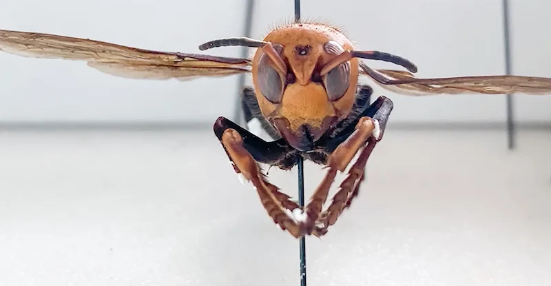 Invasive Asian 'murder' hornets pose serious threat to honeybee populations
