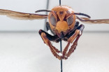 Invasive Asian 'murder' hornets pose serious threat to honeybee populations