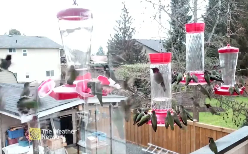 Video: That's a lot of hummingbirds
