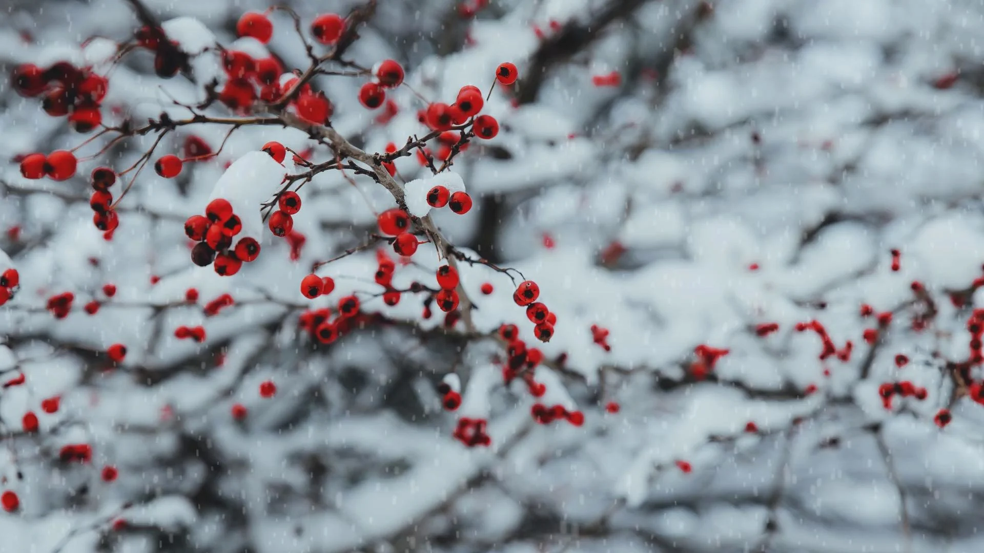 Cœur de l'hiver et tempête : et si la Saint-Valentin annonçait un second souffle