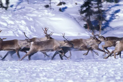 Reindeer cyclones are as strange, mesmerizing as they sound