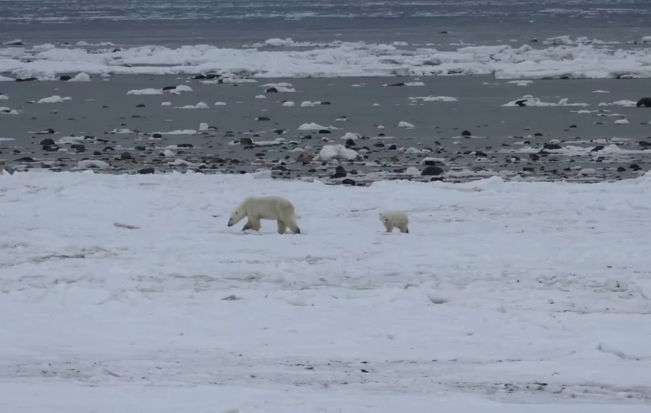 Polar bears/Cameron MacIntosh/CBC