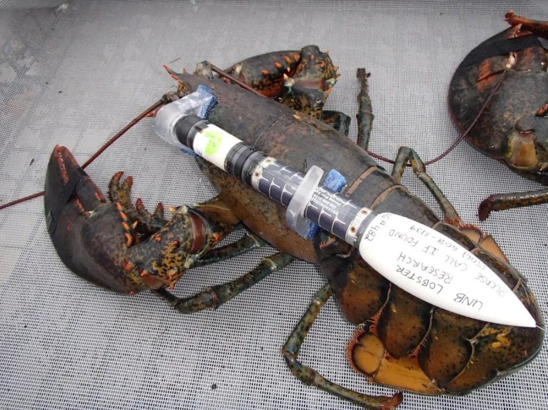 CBC: Lobster fitted with custom satellite tags don't need to be recaptured in order retrieve the data collected. The tags are ejected from the harness, float to the surface, and transmit their data. (Submitted by Rémy Rochette)