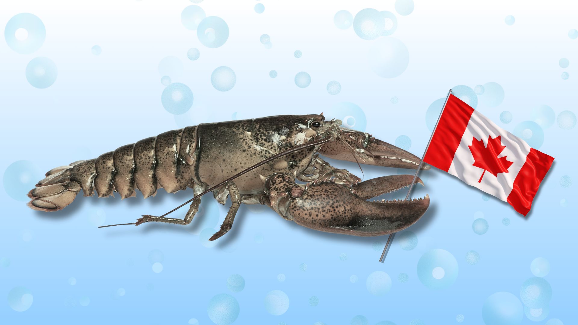 Les homards fuient les États-Unis pour aller vivre au Canada - MétéoMédia