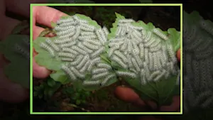 If you see these caterpillars this fall, don't even think about touching them