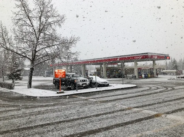 Sneaky "golf ball-size" snow catches Alberta off guard