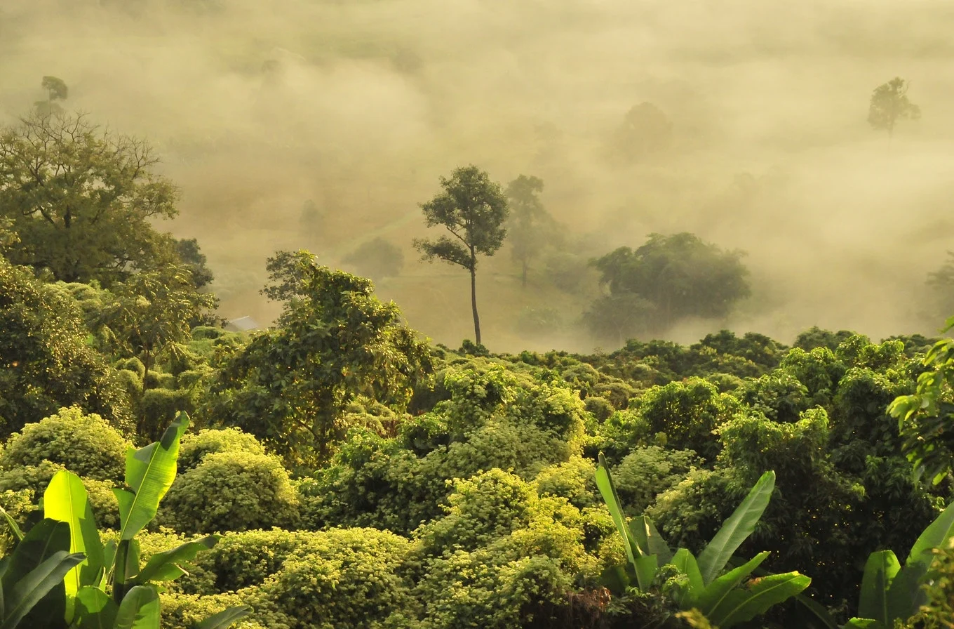 La déforestation en Amazonie s'accélère à un rythme inquiétant