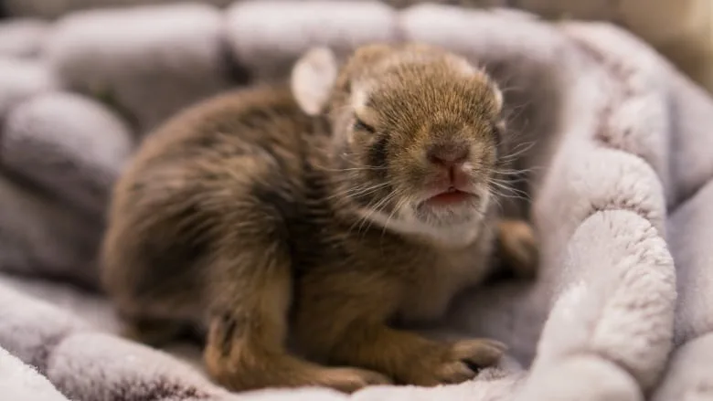 Prairie Wildlife Rehab Centre: "Don't kidnap the bunnies"