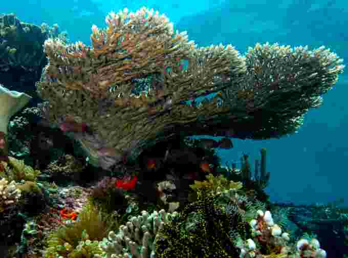 coral reef indonesia wiki cc